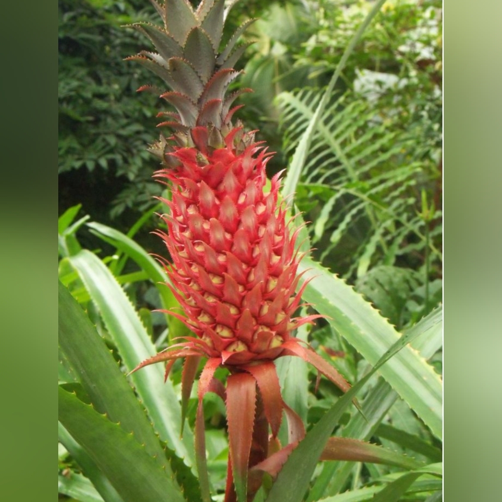 10 Red Spanish Pineapple Suckers My Best Seller Not The Ornamental Type-Real Dea
